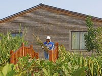 A skilled worker is grafting fruit seedlings at the Bigen fruit seedling breeding base in Suqian, China, on August 17, 2024. (