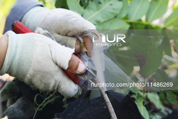 A skilled worker is grafting fruit seedlings at the Bigen fruit seedling breeding base in Suqian, China, on August 17, 2024. 