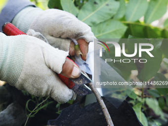 A skilled worker is grafting fruit seedlings at the Bigen fruit seedling breeding base in Suqian, China, on August 17, 2024. (