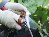 A skilled worker is grafting fruit seedlings at the Bigen fruit seedling breeding base in Suqian, China, on August 17, 2024. (