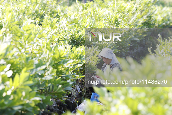 A skilled worker is grafting fruit seedlings at the Bigen fruit seedling breeding base in Suqian, China, on August 17, 2024. 