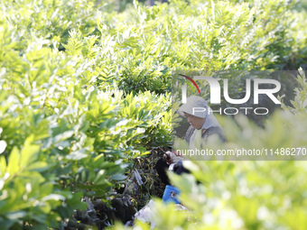 A skilled worker is grafting fruit seedlings at the Bigen fruit seedling breeding base in Suqian, China, on August 17, 2024. (