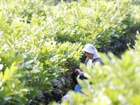 A skilled worker is grafting fruit seedlings at the Bigen fruit seedling breeding base in Suqian, China, on August 17, 2024. (