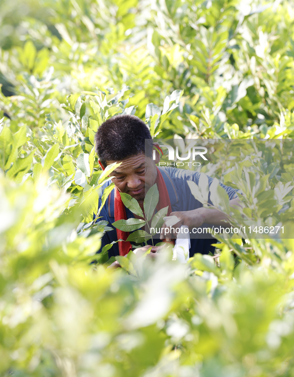 A skilled worker is grafting fruit seedlings at the Bigen fruit seedling breeding base in Suqian, China, on August 17, 2024. 