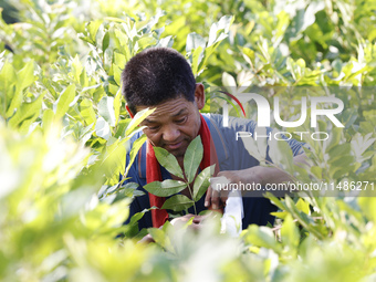 A skilled worker is grafting fruit seedlings at the Bigen fruit seedling breeding base in Suqian, China, on August 17, 2024. (