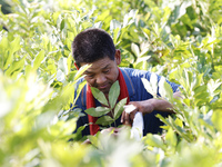 A skilled worker is grafting fruit seedlings at the Bigen fruit seedling breeding base in Suqian, China, on August 17, 2024. (