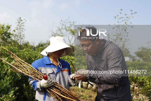 A skilled worker is grafting fruit seedlings at the Bigen fruit seedling breeding base in Suqian, China, on August 17, 2024. 