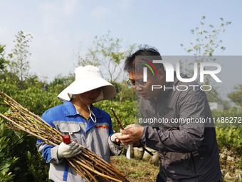 A skilled worker is grafting fruit seedlings at the Bigen fruit seedling breeding base in Suqian, China, on August 17, 2024. (