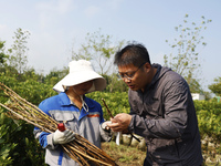 A skilled worker is grafting fruit seedlings at the Bigen fruit seedling breeding base in Suqian, China, on August 17, 2024. (