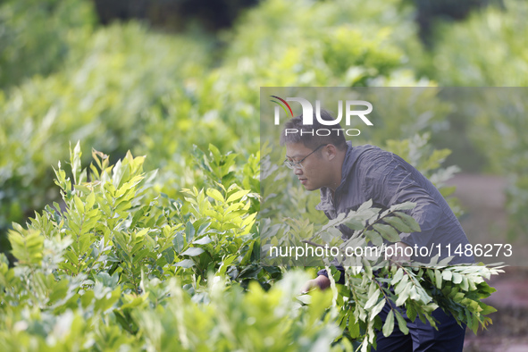 A skilled worker is grafting fruit seedlings at the Bigen fruit seedling breeding base in Suqian, China, on August 17, 2024. 