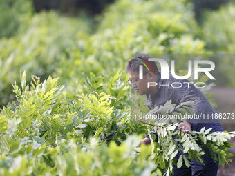 A skilled worker is grafting fruit seedlings at the Bigen fruit seedling breeding base in Suqian, China, on August 17, 2024. (