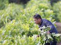 A skilled worker is grafting fruit seedlings at the Bigen fruit seedling breeding base in Suqian, China, on August 17, 2024. (