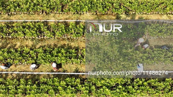 Skilled workers are grafting fruit seedlings at the Bigen fruit seedling breeding base in Suqian, China, on August 17, 2024. 