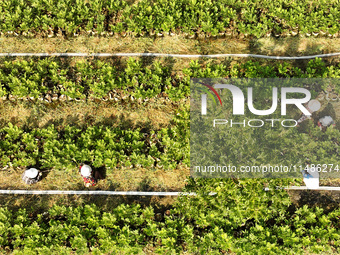 Skilled workers are grafting fruit seedlings at the Bigen fruit seedling breeding base in Suqian, China, on August 17, 2024. (