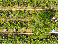 Skilled workers are grafting fruit seedlings at the Bigen fruit seedling breeding base in Suqian, China, on August 17, 2024. (