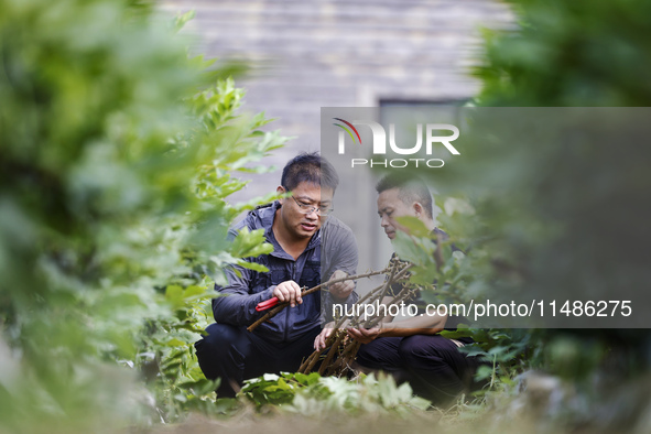 A skilled worker is grafting fruit seedlings at the Bigen fruit seedling breeding base in Suqian, China, on August 17, 2024. 