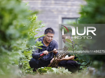 A skilled worker is grafting fruit seedlings at the Bigen fruit seedling breeding base in Suqian, China, on August 17, 2024. (