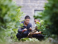 A skilled worker is grafting fruit seedlings at the Bigen fruit seedling breeding base in Suqian, China, on August 17, 2024. (