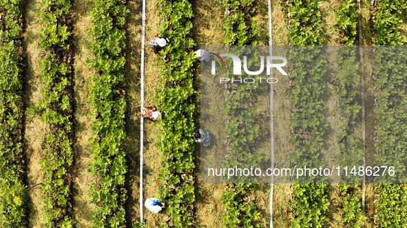 Skilled workers are grafting fruit seedlings at the Bigen fruit seedling breeding base in Suqian, China, on August 17, 2024. 