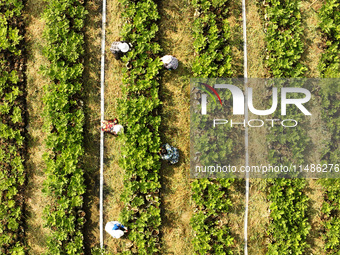 Skilled workers are grafting fruit seedlings at the Bigen fruit seedling breeding base in Suqian, China, on August 17, 2024. (