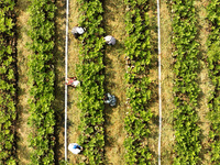 Skilled workers are grafting fruit seedlings at the Bigen fruit seedling breeding base in Suqian, China, on August 17, 2024. (