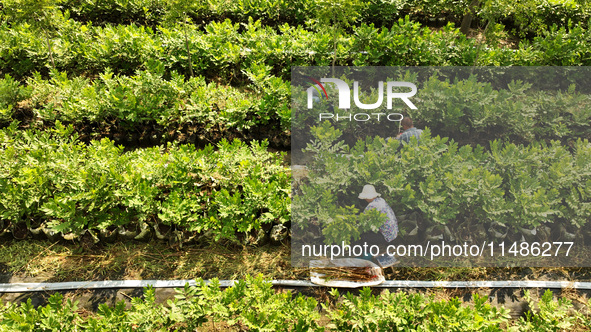 Skilled workers are grafting fruit seedlings at the Bigen fruit seedling breeding base in Suqian, China, on August 17, 2024. 