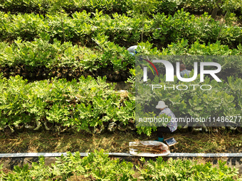 Skilled workers are grafting fruit seedlings at the Bigen fruit seedling breeding base in Suqian, China, on August 17, 2024. (