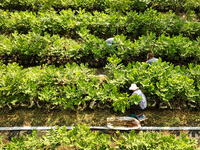 Skilled workers are grafting fruit seedlings at the Bigen fruit seedling breeding base in Suqian, China, on August 17, 2024. (