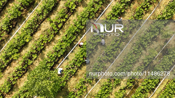 Skilled workers are grafting fruit seedlings at the Bigen fruit seedling breeding base in Suqian, China, on August 17, 2024. 