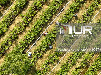 Skilled workers are grafting fruit seedlings at the Bigen fruit seedling breeding base in Suqian, China, on August 17, 2024. (