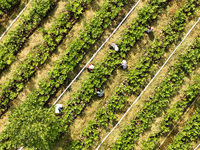 Skilled workers are grafting fruit seedlings at the Bigen fruit seedling breeding base in Suqian, China, on August 17, 2024. (