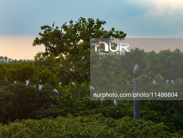 A large number of egrets are playing on the branches in Suqian, China, on August 17, 2024. 