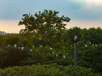 A large number of egrets are playing on the branches in Suqian, China, on August 17, 2024. (