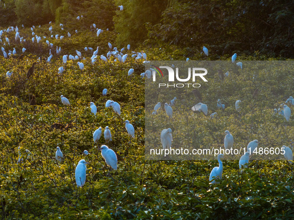 A large number of egrets are playing on the branches in Suqian, China, on August 17, 2024. 