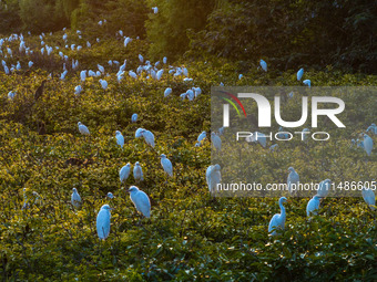 A large number of egrets are playing on the branches in Suqian, China, on August 17, 2024. (