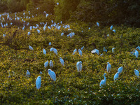 A large number of egrets are playing on the branches in Suqian, China, on August 17, 2024. (