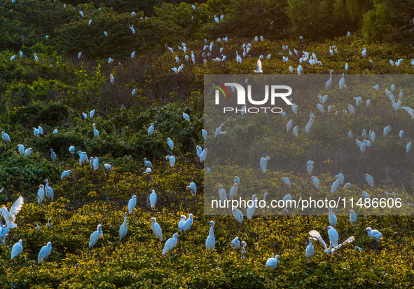 A large number of egrets are playing on the branches in Suqian, China, on August 17, 2024. 