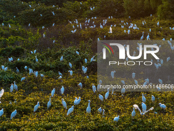 A large number of egrets are playing on the branches in Suqian, China, on August 17, 2024. (