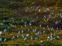 A large number of egrets are playing on the branches in Suqian, China, on August 17, 2024. (