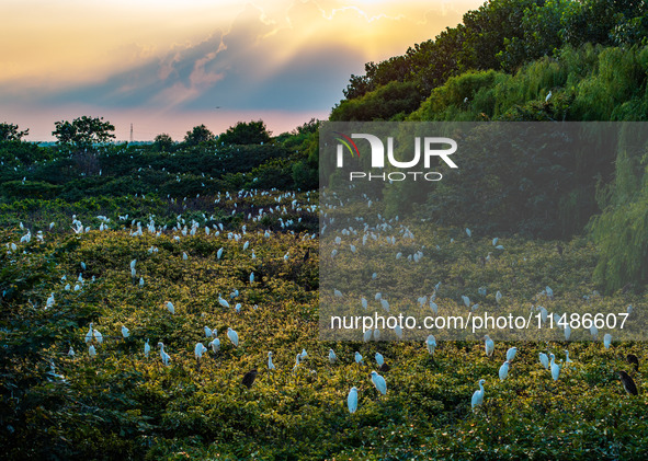 A large number of egrets are playing on the branches in Suqian, China, on August 17, 2024. 