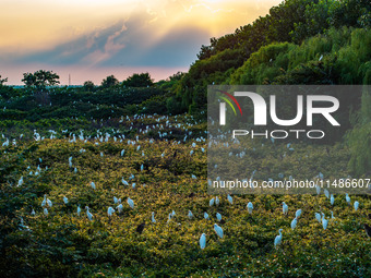 A large number of egrets are playing on the branches in Suqian, China, on August 17, 2024. (