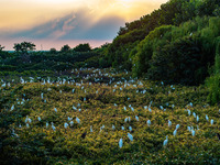 A large number of egrets are playing on the branches in Suqian, China, on August 17, 2024. (