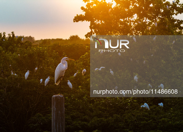 A large number of egrets are playing on the branches in Suqian, China, on August 17, 2024. 