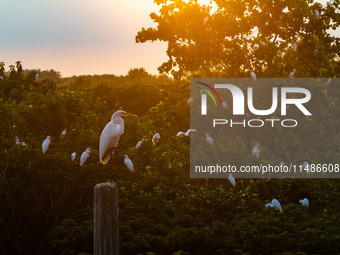 A large number of egrets are playing on the branches in Suqian, China, on August 17, 2024. (