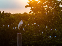 A large number of egrets are playing on the branches in Suqian, China, on August 17, 2024. (