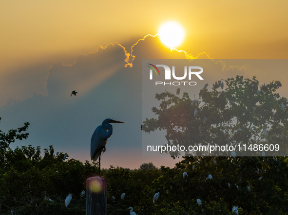 A large number of egrets are playing on the branches in Suqian, China, on August 17, 2024. 