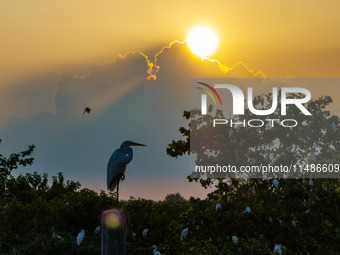 A large number of egrets are playing on the branches in Suqian, China, on August 17, 2024. (