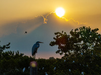 A large number of egrets are playing on the branches in Suqian, China, on August 17, 2024. (