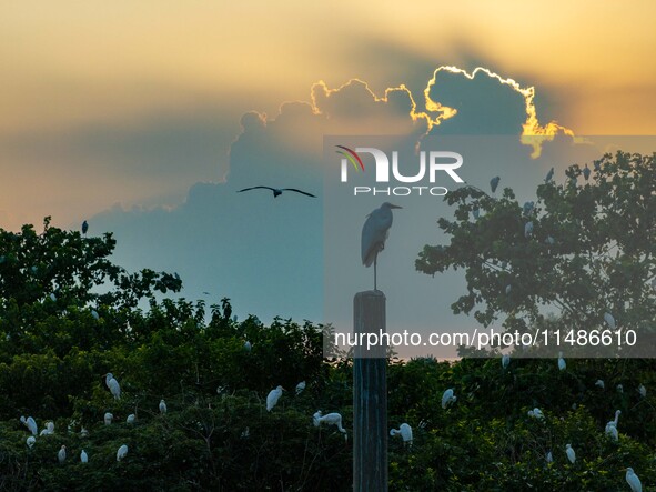 A large number of egrets are playing on the branches in Suqian, China, on August 17, 2024. 