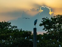 A large number of egrets are playing on the branches in Suqian, China, on August 17, 2024. (